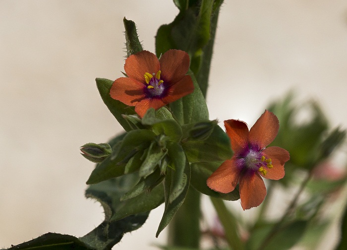 Lysimachia arvensis